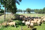 Caprinos e ovinos sero estudados na Bahia